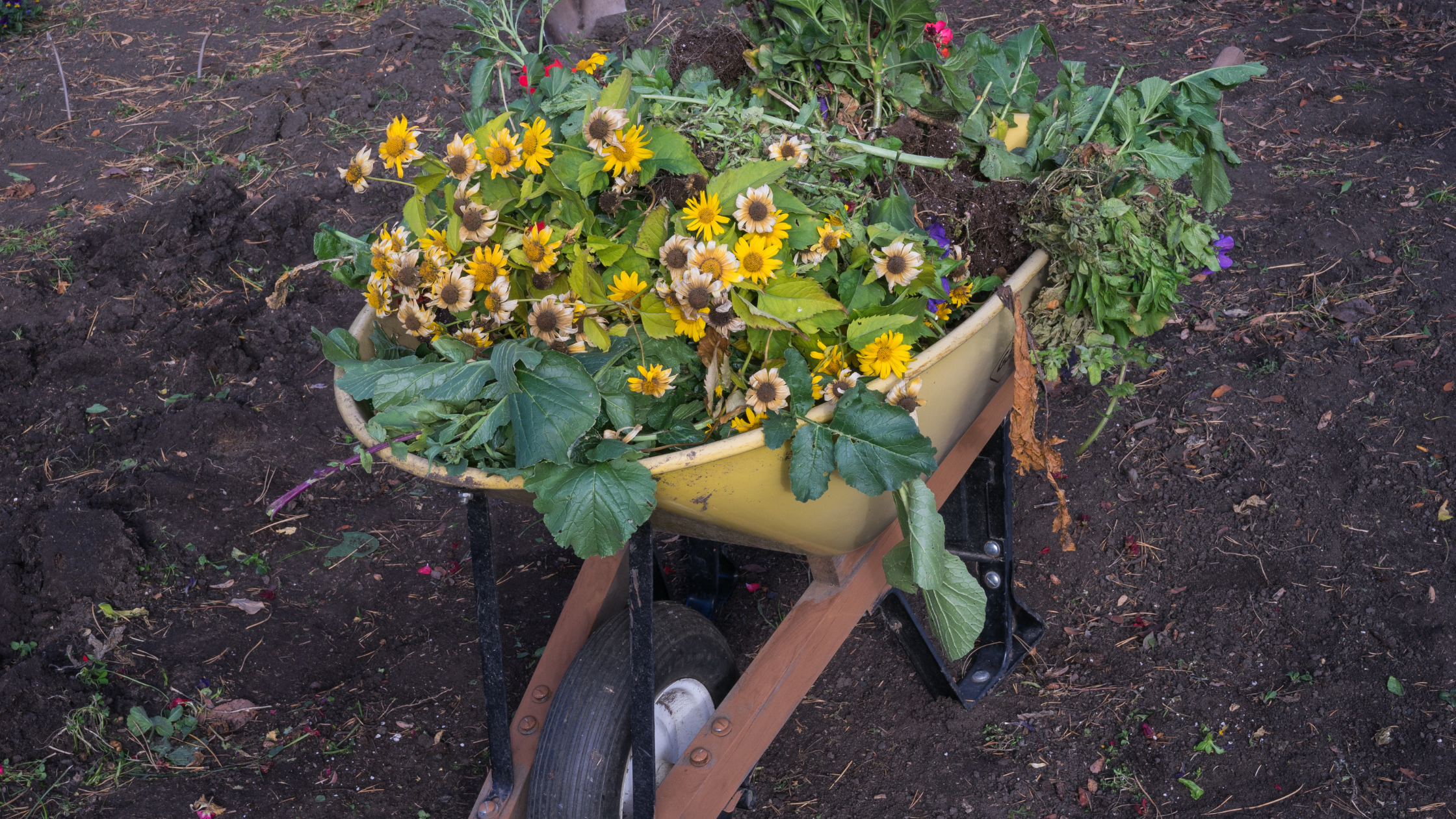 Removing Weeds for Fall Garden Prep