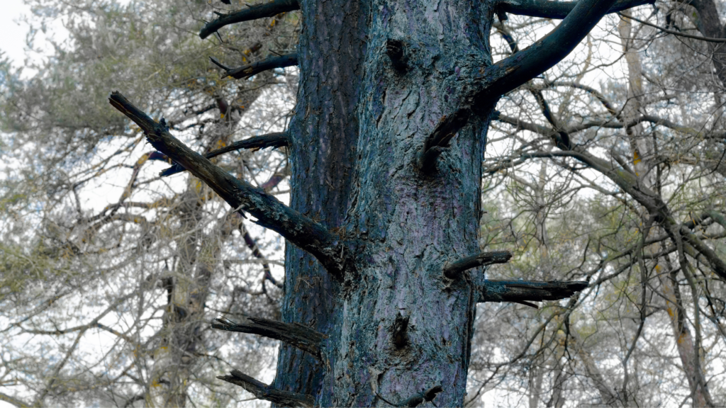 Signs That Your Tree Is Dying