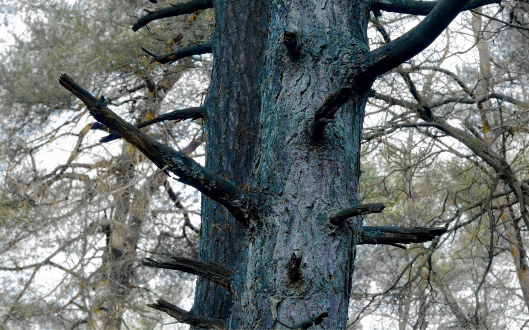 Signs That Your Tree Is Dying