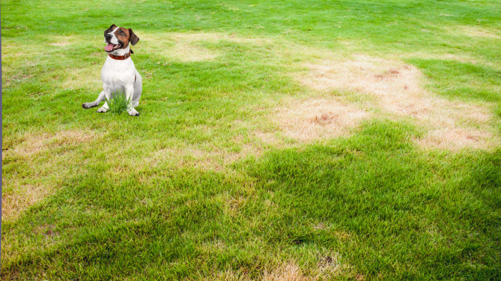 How to Fix Dog Urine Spots On Your Lawn Friske Lawn Care