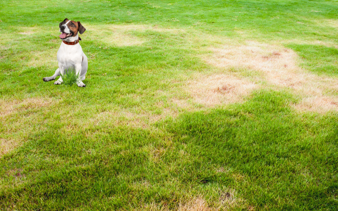 How to Fix Dog Urine Spots On Your Lawn