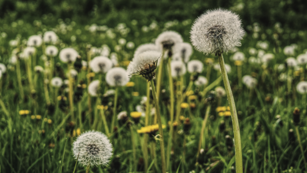 How To Get Rid Of Dandelions