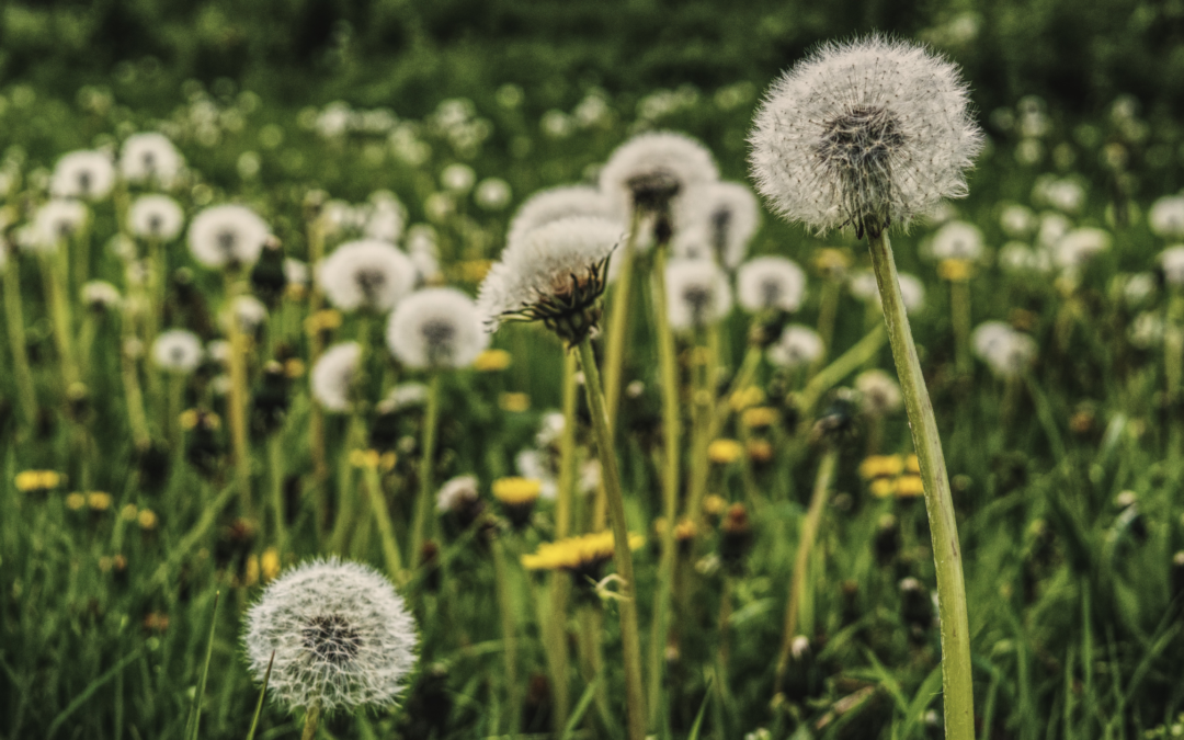 How to Get Rid of Dandelions