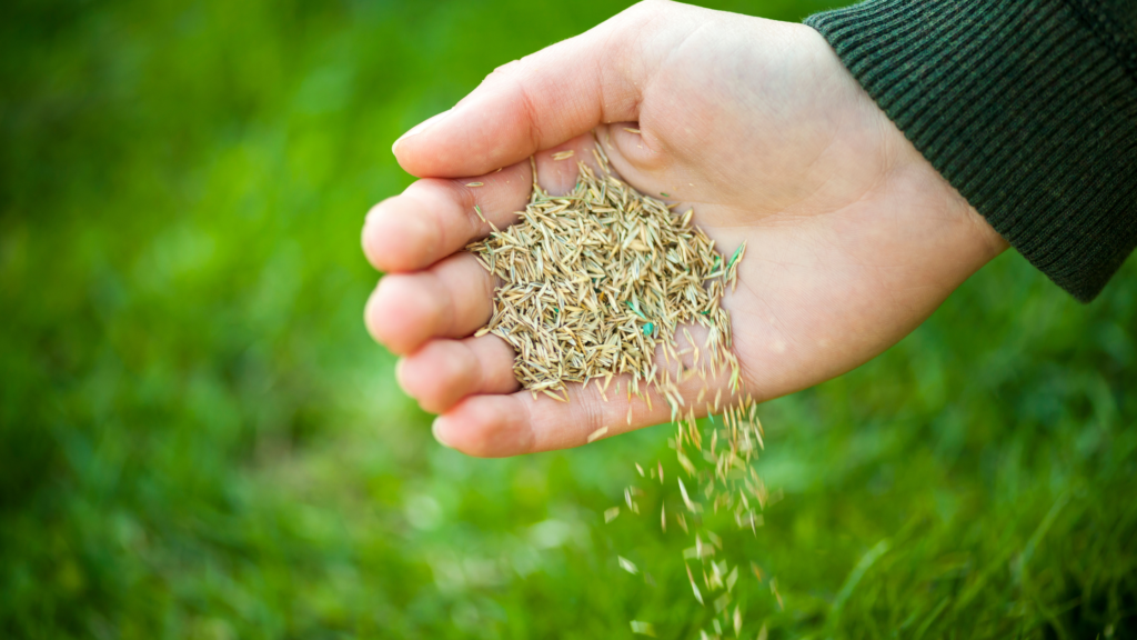 Seeding Your Lawn In Wisconsin - Friske Lawn Care