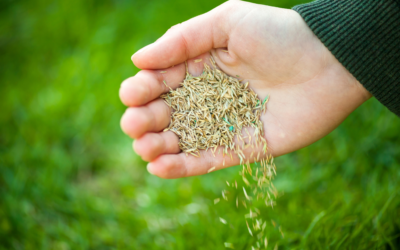 Seeding Your Lawn in Wisconsin