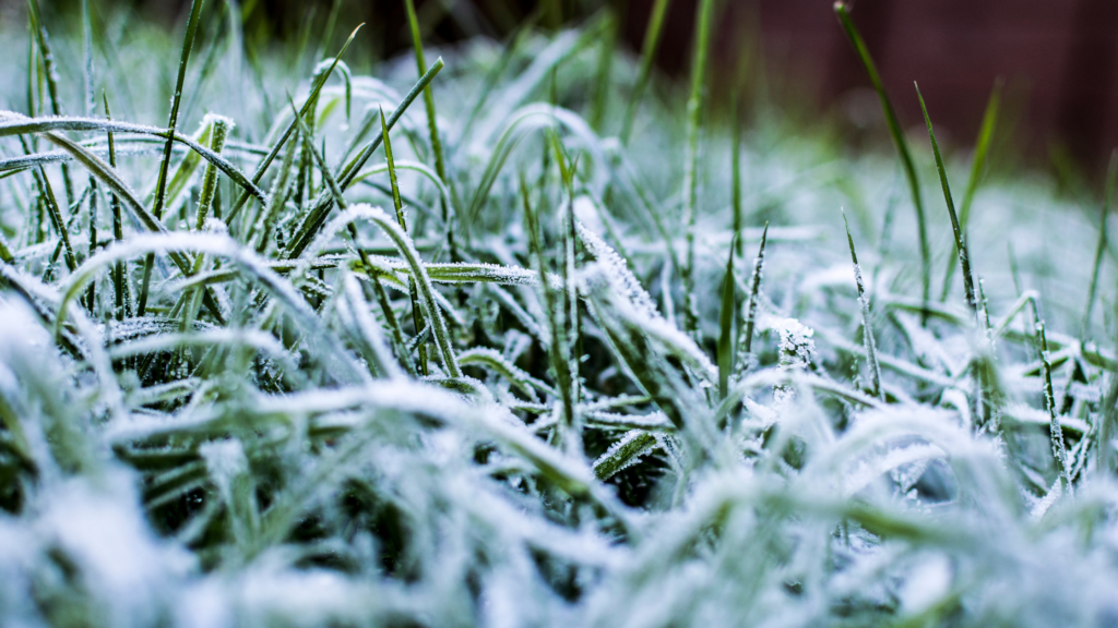 Protect Your Lawn From a Late Freeze - Friske Lawn Care