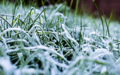 How To Protect Your Lawn From a Late Freeze