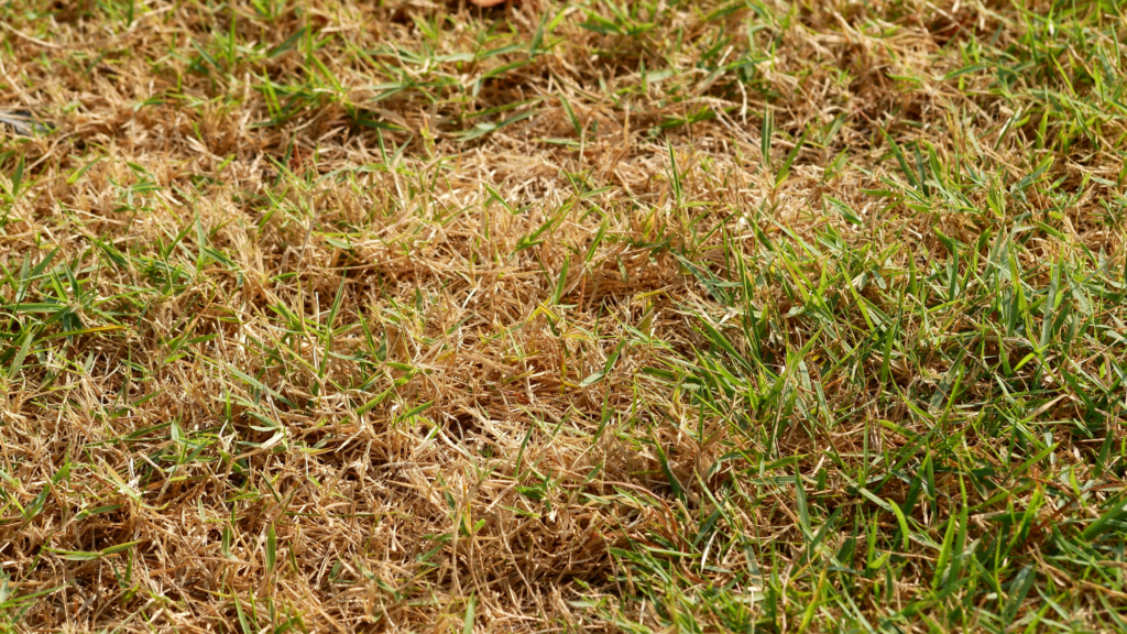 Keep Your Lawn Healthy During a Drought - Friske Lawn Care