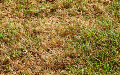 How to Keep Your Lawn Healthy During a Drought: Practical Tips and Techniques