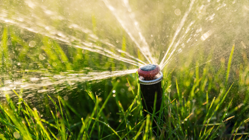 The Best Time to Water Your Lawn - Friske Lawn Care