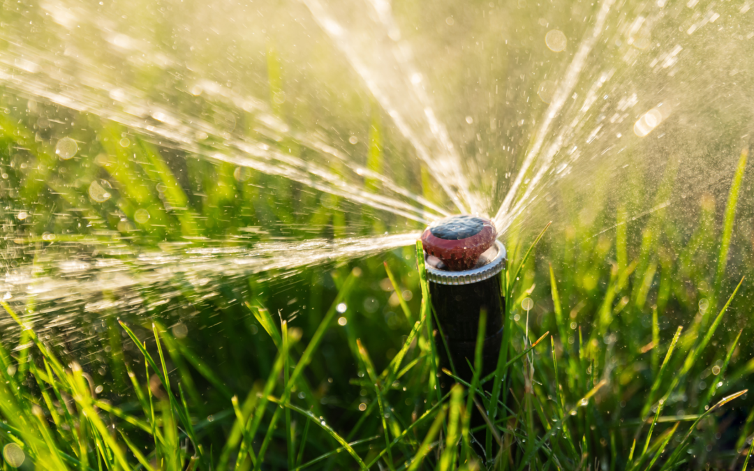 The Best Time to Water Your Lawn