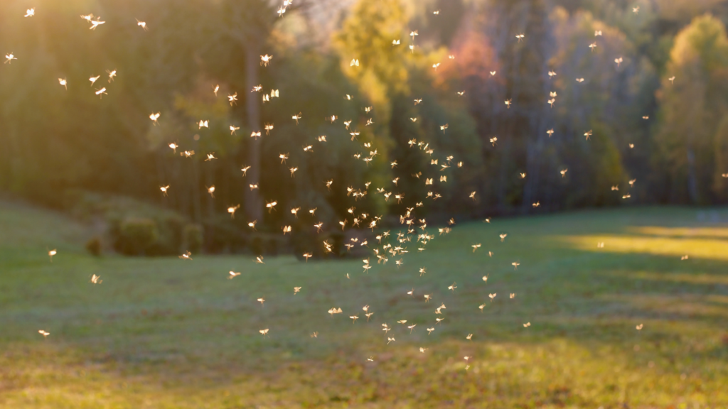 Keeping Mosquitoes at Bay Tips for a Bite-Free Yard - Friske Lawn Care