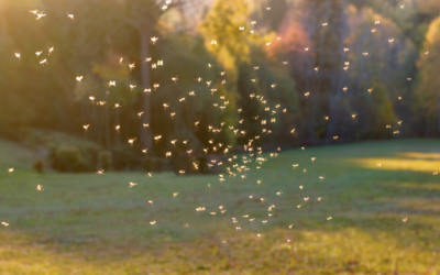 Keeping Mosquitoes at Bay: Tips for a Bite-Free Yard