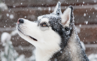 Winter Lawn Care Tips for Pet Owners: How to Create a Safe Outdoor Space