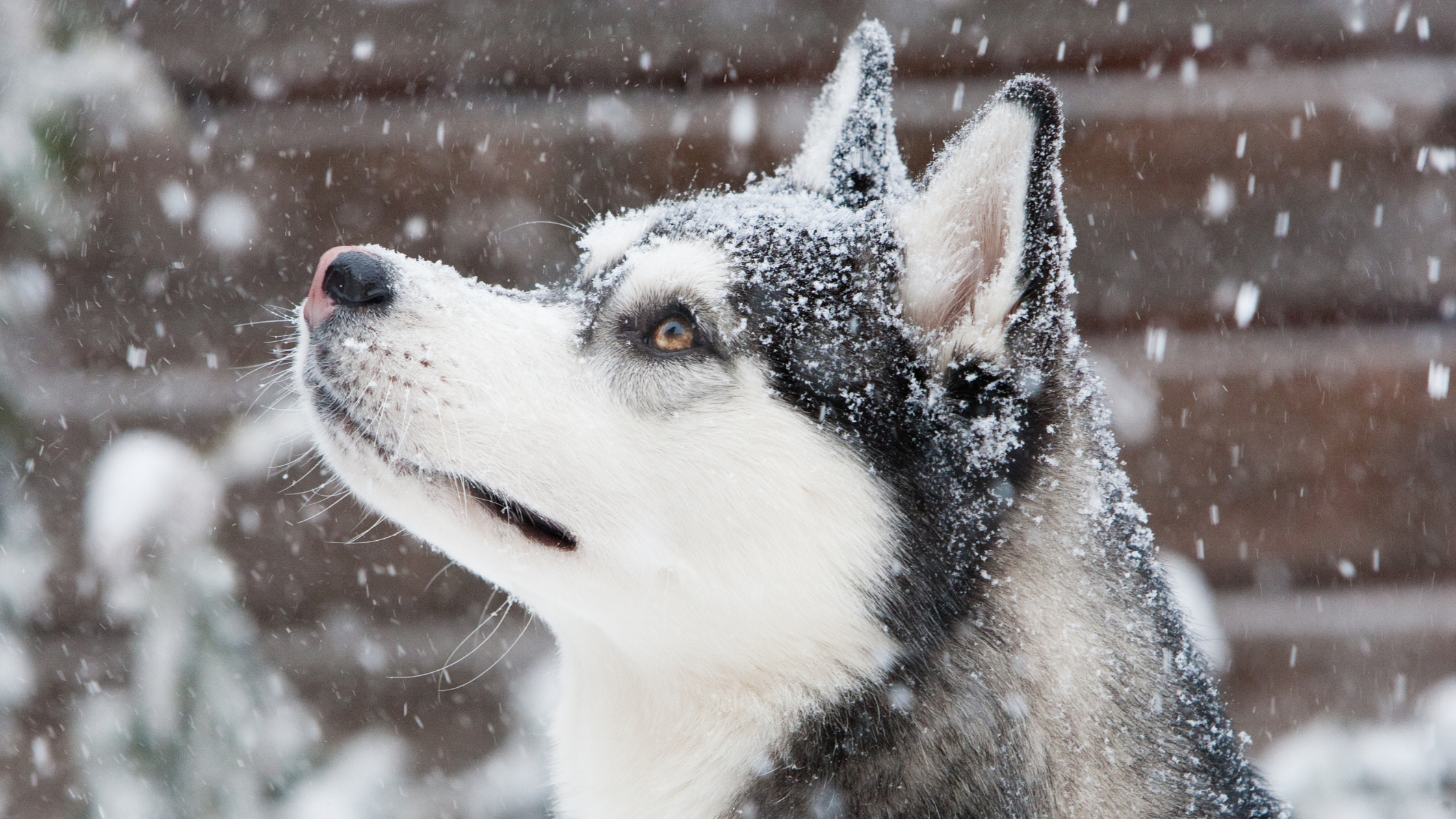 Winter Lawn Care Tips for Pet Owners - Friske Lawn Care