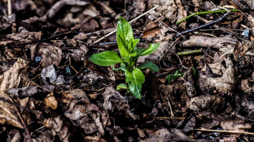 Transitioning from Winter to Spring Lawn Care Tips for Wisconsin - Friske Lawn Care