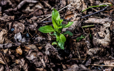 Transitioning from Winter to Spring: Lawn Care Tips for Wisconsin