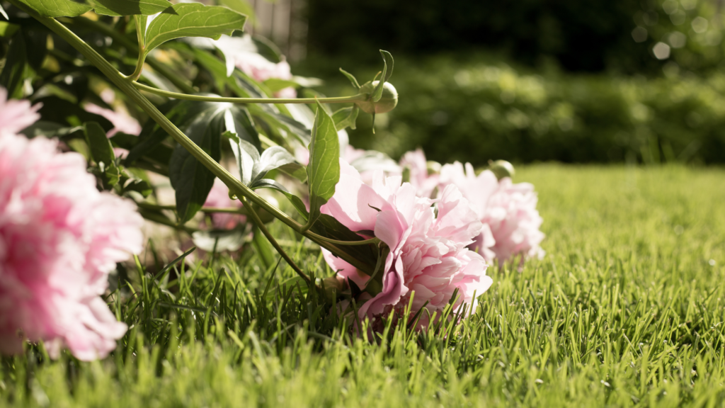 Low-Maintenance Plants for Busy Moms - Friske Lawn Care