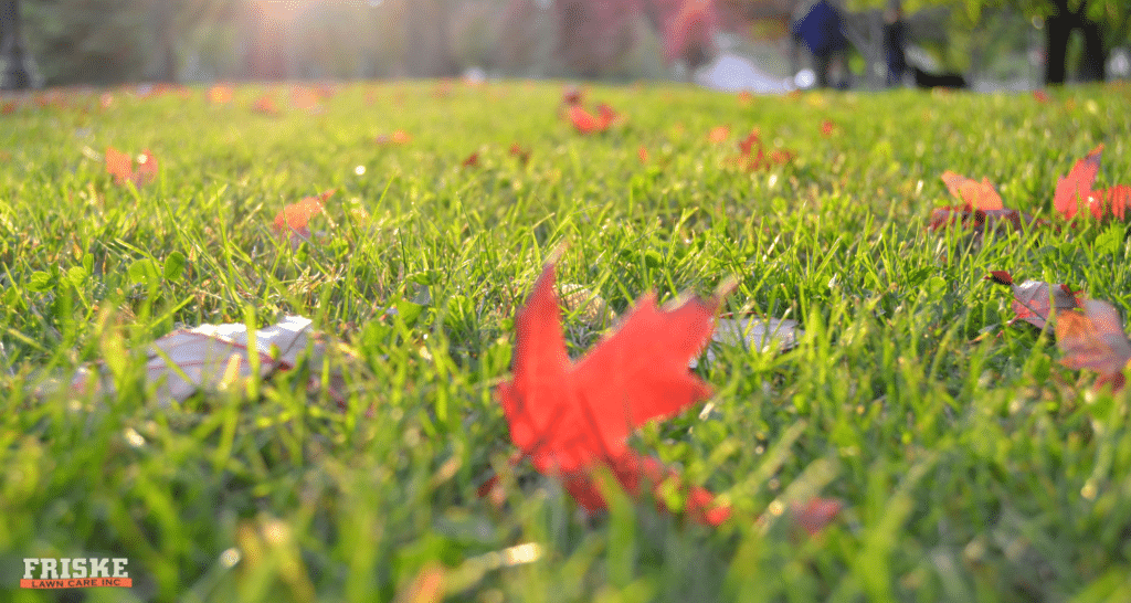 Prepping Your Lawn for Fall Essential Tips for Midwest Homeowners - Friske Lawn Care