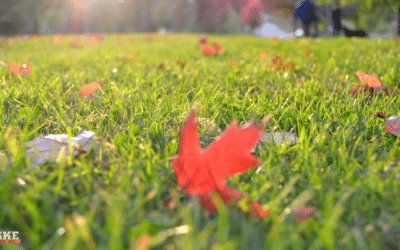 Prepping Your Lawn for Fall: Essential Tips for Midwest Homeowners