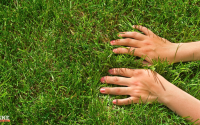 What Madison Homeowners Should Know About Wisconsin Grass Types