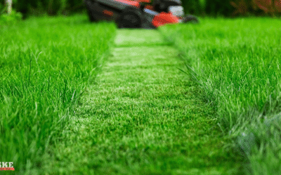 How Often Should You Mow in June? Lawn Growth Tips for Wisconsin Yards