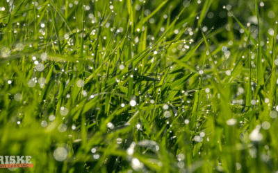 The Importance of a Consistent Mowing Schedule in Spring