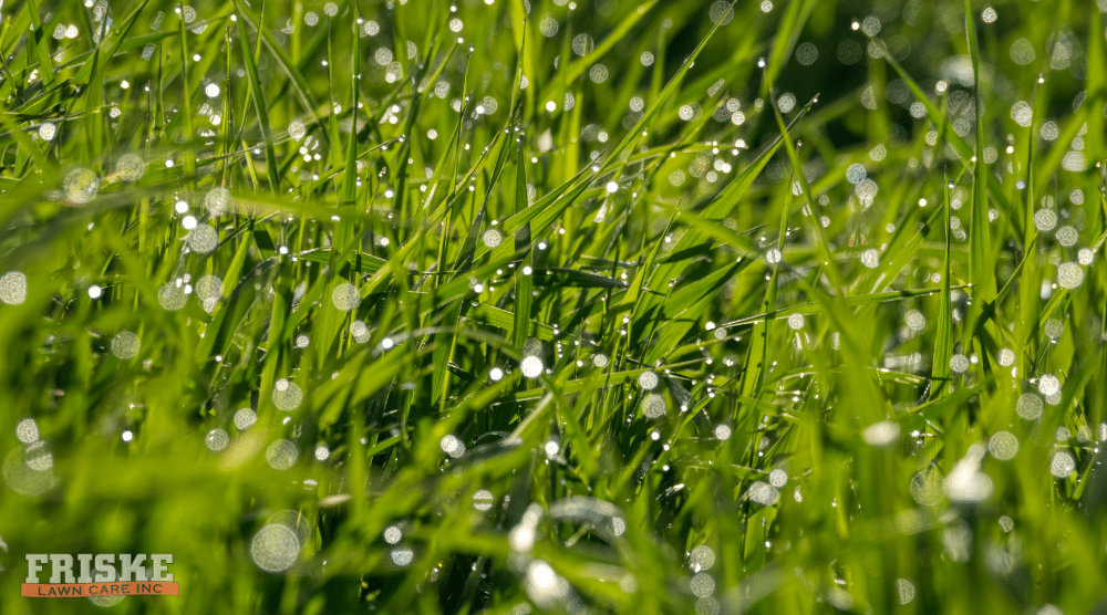 Friske Lawn Care - Rainy Spring Grass