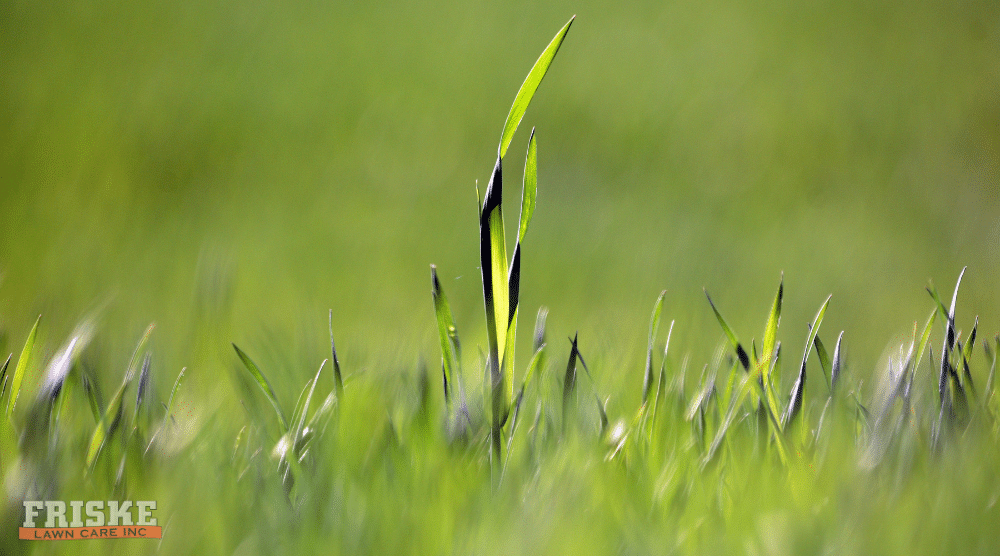 Friske Lawn Care – Cutting Grass Too Short Friske Lawn Care - Cutting Grass Too Short