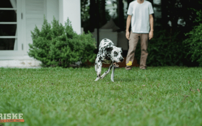 Late Summer Mowing Tips for Madison Lawns