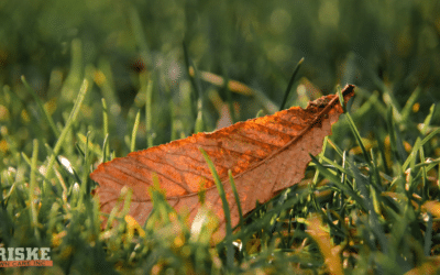 Summer Stress Meets Fall Recovery: What Your Madison Lawn Needs in September