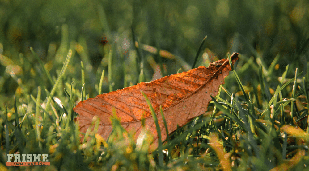 Summer Stress Meets Fall Recovery: What Your Madison Lawn Needs in September